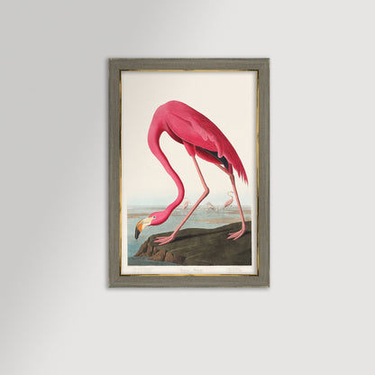 Pink Flamingo Illustration Archival Reproduction Art Print